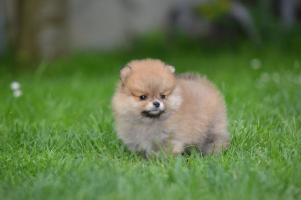 Spitz di Pomerania bellissimi cuccioli spitzdipomeraniabellissimicucc1234.jpg