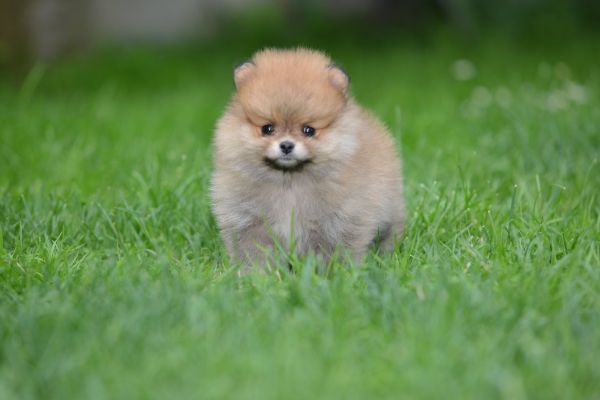 Spitz di Pomerania bellissimi cuccioli spitzdipomeraniabellissimicucc12345.jpg
