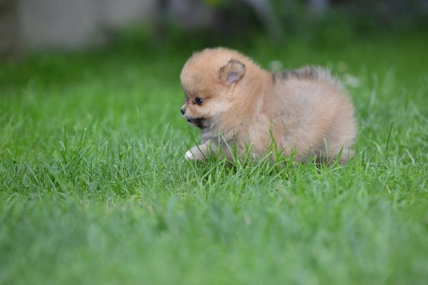 Spitz di Pomerania bellissimi cuccioli spitzdipomeraniabellissimicucc123456.jpg
