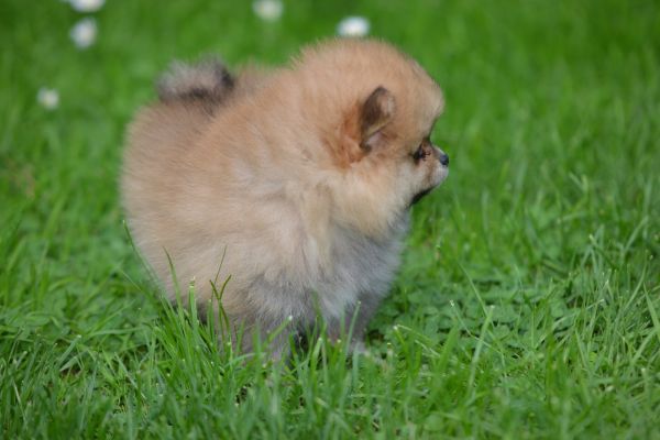 Spitz di Pomerania bellissimi cuccioli spitzdipomeraniabellissimicucc12345678.jpg
