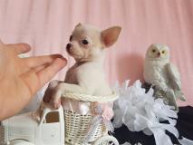 chihuahua femmina pelo raso bianco toy testa a mela e stop cortissimo chihuahuafemminapelorasobiancotoytestaamelaestopcortissimo.jpg