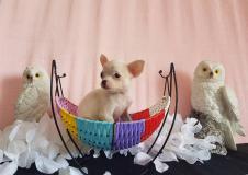 chihuahua femmina pelo raso bianco toy testa a mela e stop cortissimo chihuahuafemminapelorasobiancotoytestaamelaestopcortissimo1234.jpg