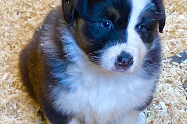 Cuccioli Australian Shepherd cuccioliaustralianshepherd1234.jpeg