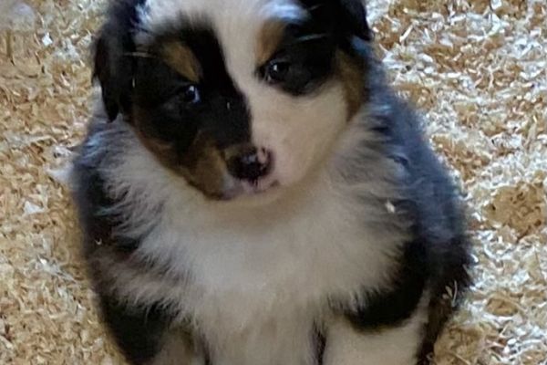 Cuccioli Australian Shepherd cuccioliaustralianshepherd1234567.jpeg