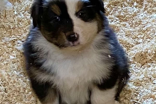Cuccioli Australian Shepherd cuccioliaustralianshepherd12345678.jpeg