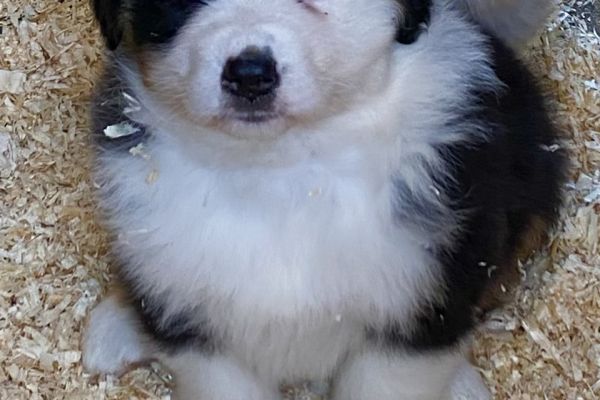 Cuccioli Australian Shepherd cuccioliaustralianshepherd123456789.jpeg