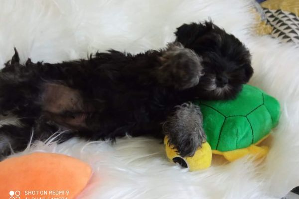 Cuccioli di schnauzer nano nero argento cucciolidischnauzernanoneroarg.jpg