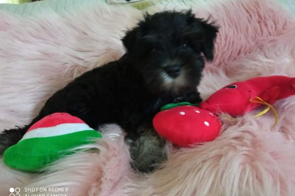 Cuccioli di schnauzer nano nero argento cucciolidischnauzernanoneroarg1.jpg