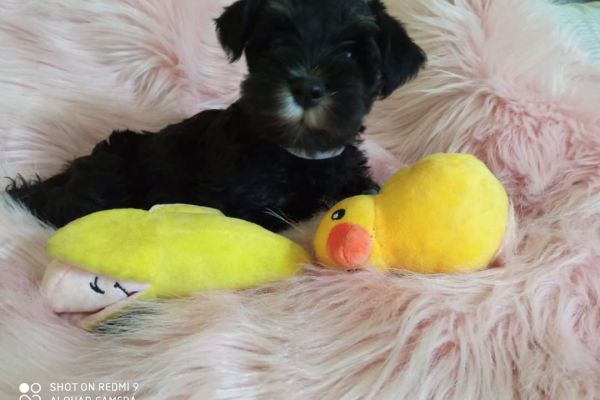 Cuccioli di schnauzer nano nero argento cucciolidischnauzernanoneroarg12.jpg