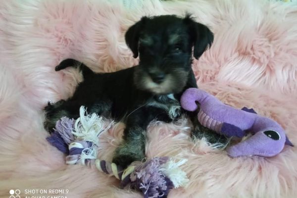 Cuccioli di schnauzer nano nero argento cucciolidischnauzernanoneroarg123.jpg