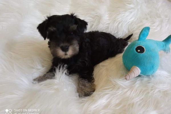Cuccioli di schnauzer nano nero argento cucciolidischnauzernanoneroarg1234.jpg