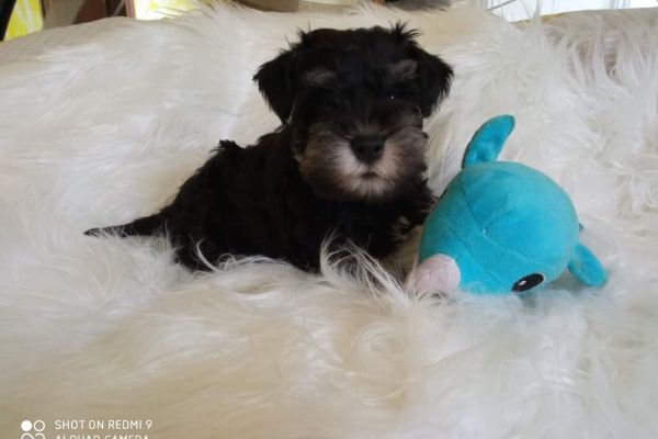 Cuccioli di schnauzer nano nero argento cucciolidischnauzernanoneroarg12345.jpg