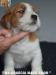 Cuccioli Jack Russell Terrier Selezionati-Figli Diretti di P 400455b.jpg