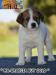 Cuccioli Jack Russell Terrier Selezionati-Figli Diretti di P 400455d.jpg