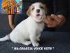 Cuccioli Jack Russell Terrier Selezionati-Figli Diretti di P 400455j.jpg