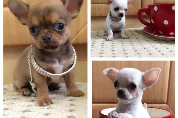 Chihuahua mini cuccioli chihuahuaminicuccioli.jpg