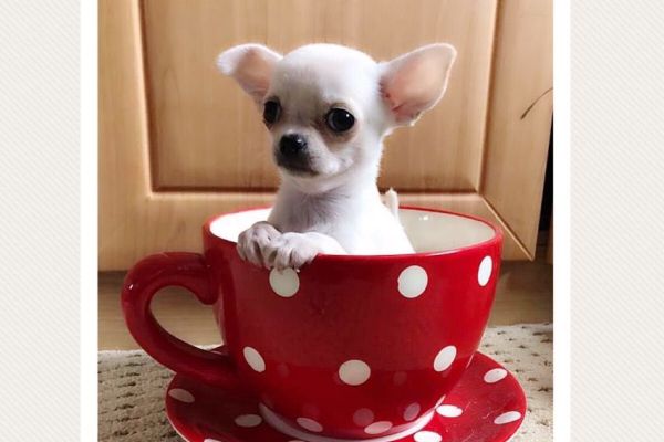 Chihuahua mini cuccioli chihuahuaminicuccioli1.jpg