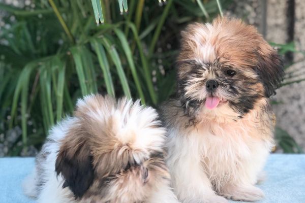 shih tzu shihtzu.jpg