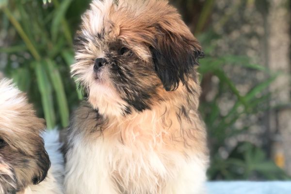 shih tzu shihtzu1.jpg