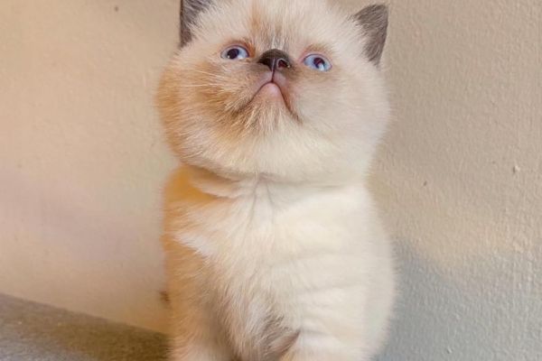 Magnifici cuccioli di british shorthair magnificicucciolidibritishshor.jpg
