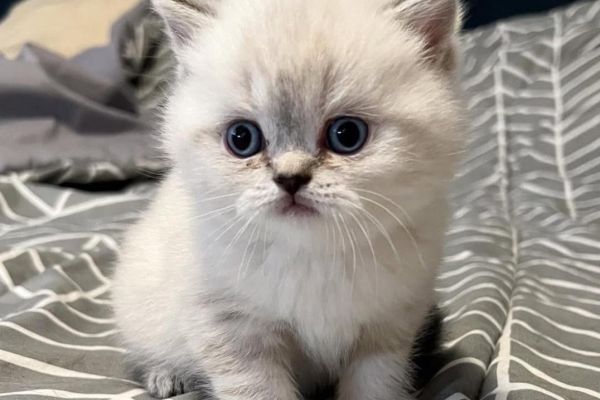 Magnifici cuccioli di british shorthair magnificicucciolidibritishshor12345.jpg