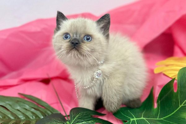Magnifici cuccioli di british shorthair magnificicucciolidibritishshor123456.jpg