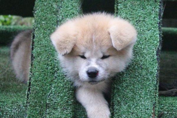DISPONIBILI CUCCIOLI AKITA disponibilicuccioliakita.jpg