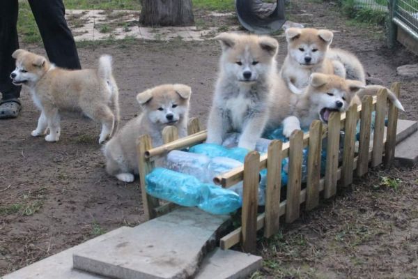 DISPONIBILI CUCCIOLI AKITA disponibilicuccioliakita1.jpg