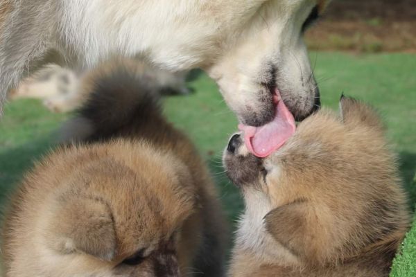 DISPONIBILI CUCCIOLI AKITA disponibilicuccioliakita12.jpg