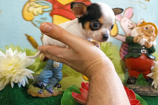 Chihuahua maschio tricolore micro chihuahuamaschiotricoloremicro1.jpg