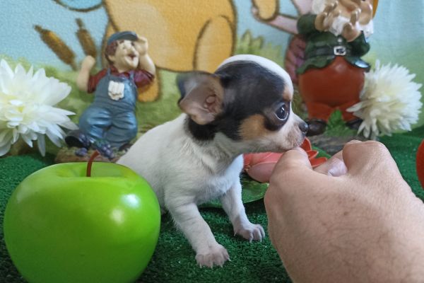 Chihuahua maschio tricolore micro chihuahuamaschiotricoloremicro123.jpg