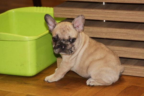 Bulldog francese Cuccioli esotici bulldogfrancesecuccioliesotici.jpg