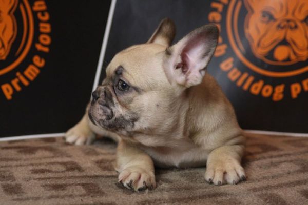 Bulldog francese Cuccioli esotici bulldogfrancesecuccioliesotici12.jpg