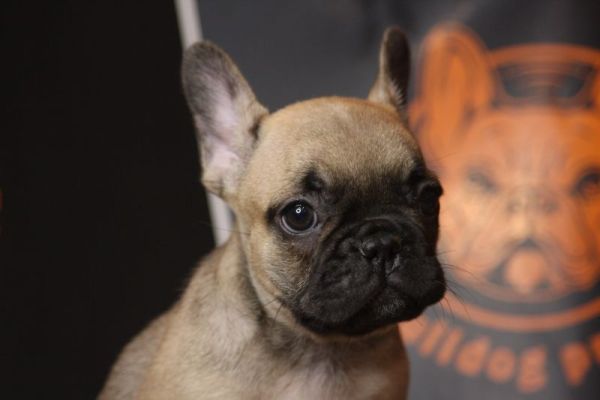 Bulldog francese Cuccioli esotici bulldogfrancesecuccioliesotici123.jpg