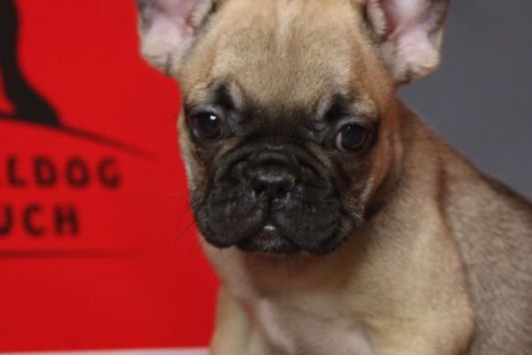 Bulldog francese Cuccioli esotici bulldogfrancesecuccioliesotici1234.jpg