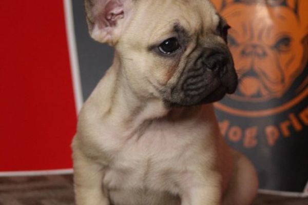Bulldog francese Cuccioli esotici bulldogfrancesecuccioliesotici12345.jpg