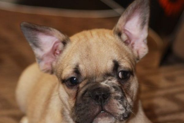 Bulldog francese Cuccioli esotici bulldogfrancesecuccioliesotici123456.jpg