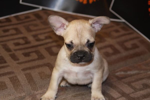 Bulldog francese Cuccioli esotici bulldogfrancesecuccioliesotici1234567.jpg