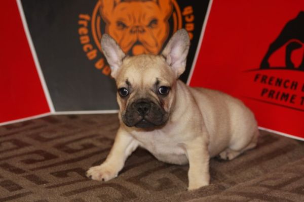Bulldog francese Cuccioli esotici bulldogfrancesecuccioliesotici12345678.jpg