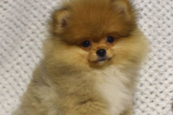 Pomerania Boo cuccioli pomeraniaboocuccioli12.jpg