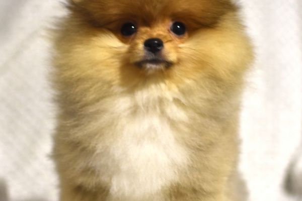 Pomerania Boo cuccioli pomeraniaboocuccioli123.jpg