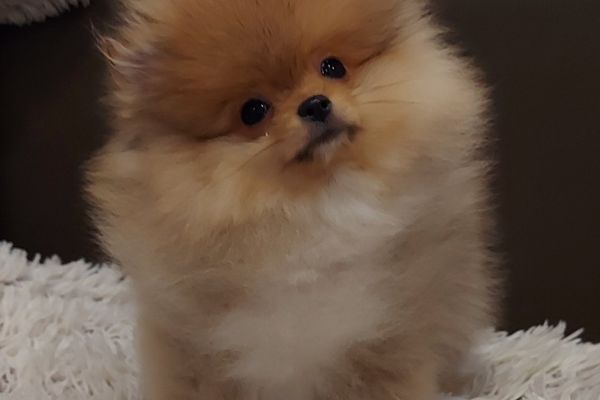 Pomerania Boo cuccioli pomeraniaboocuccioli1234.jpg