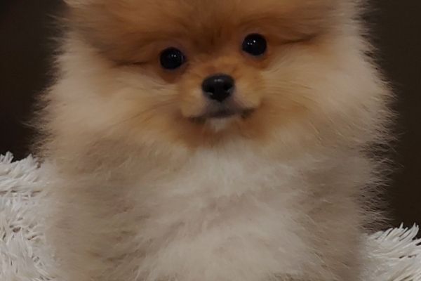 Pomerania Boo cuccioli pomeraniaboocuccioli1234567.jpg