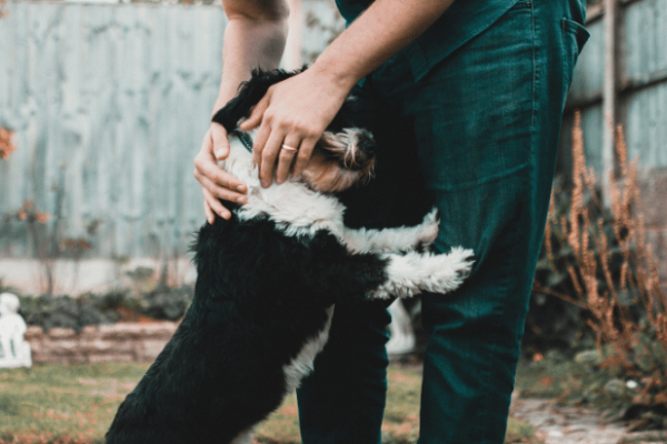 Servizio di Dog, Cat e Pet Sitter a Mendrisio e Dintorni? Sono qui per te! incercadiunpetsitteramendrisio-64eda1ea4ed68.png