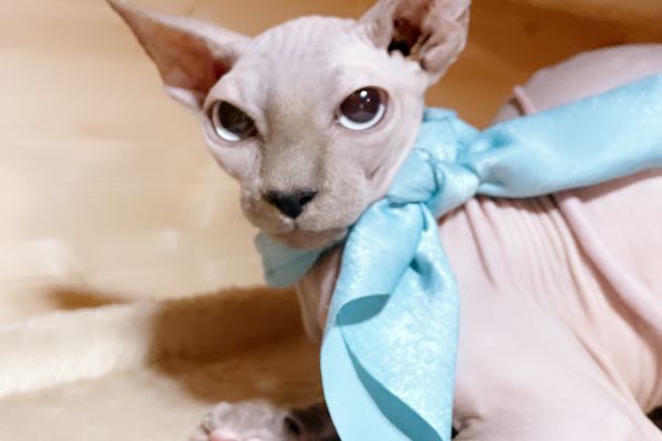 Sphynx sphynx.jpeg