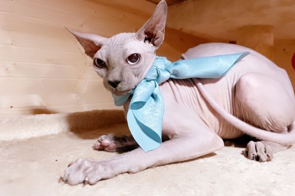 Sphynx sphynx1.jpeg