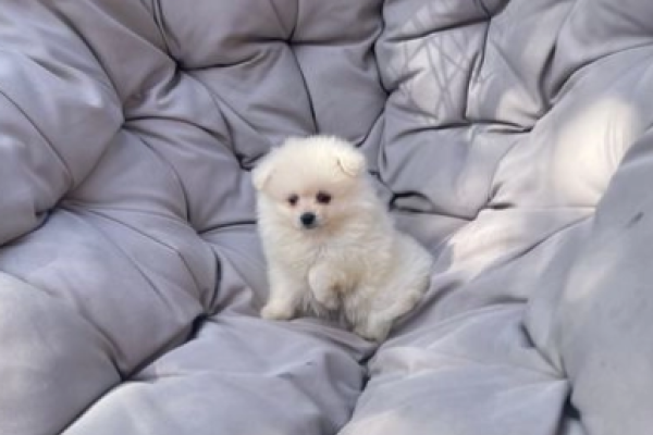 Meravigliosi dolci cuccioli di pomerania meravigliosidolcicucciolidipom.png