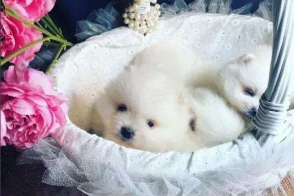 Meravigliosi dolci cuccioli di pomerania meravigliosidolcicucciolidipom1.png