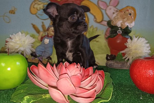 Chihuahua femmina pelo raso Total black chihuahuafemminapelorasototalb.jpg