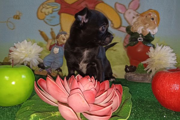 Chihuahua femmina pelo raso Total black chihuahuafemminapelorasototalb1.jpg